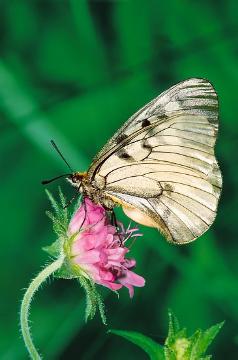 Insekten, Knautia (Genus), Schmetterling