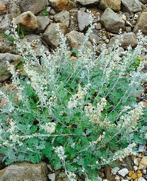 Artemisia (Genus), Blattschmuckpflanze, Old Woman, Perennials «perennials»