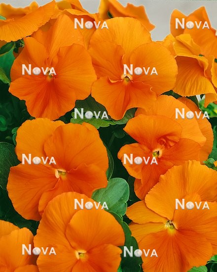 N1505839 Viola x wittrockiana Clear Sky Orange