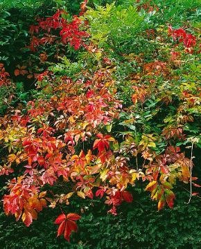 Herbst, Herbstfärbung, Herbststimmung, Parthenocissus quinquefolia var. engelmannii