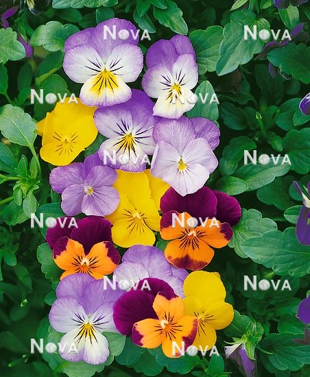 N1506715 Viola Sorbet™ mix