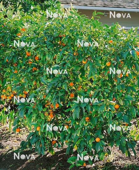 N0700524 Rangpur Lime Baum / Citrus reticulata Hybrid tree