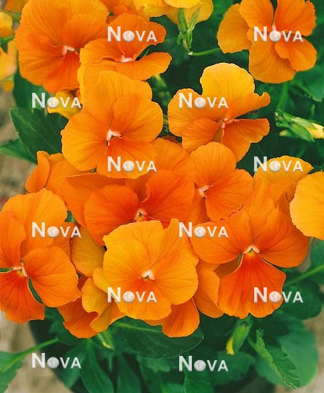 N1507328 Viola Patiola Pure Orange