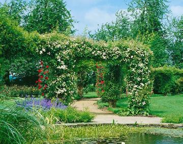 Pergola, rambler, Rose garden