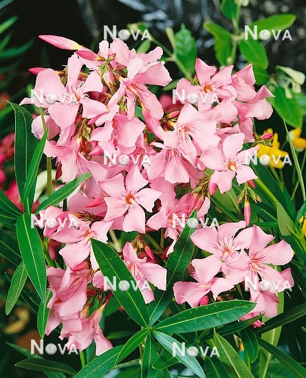 N0105722 Nerium oleander Pink Beauty