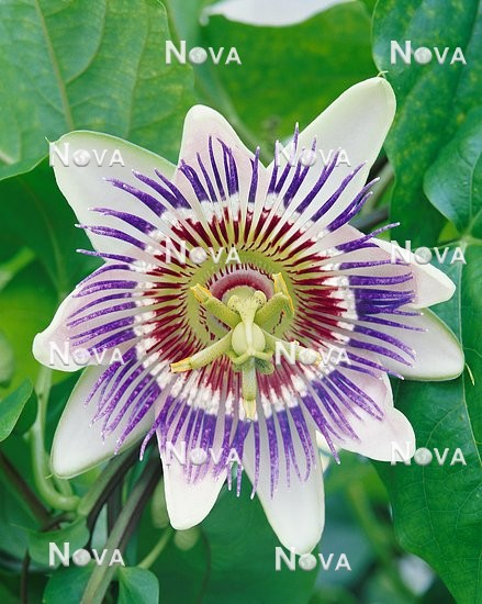 N0401150 Passiflora caerulea
