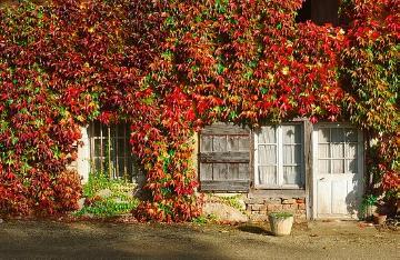 Herbstfärbung, Parthenocissus tricuspidata, Wandbegrünung