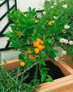 Citrus madurensis, Dwarf fruit