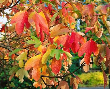 Blätter, Herbstfärbung, Laubgehölz, Sassafras (Genus), Sassafras albidum