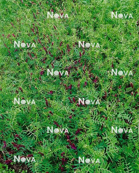 G4500987 Vicia sativa ssp.sativa
