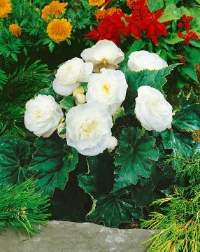 Begonia NonStop ® Series, Begonia x tuberhybrida, double blossom