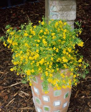annuals, Plant container with Summer Flowers, Scoparia dulcis