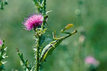 Insect, Mantis, Plumed thistle (Genus)