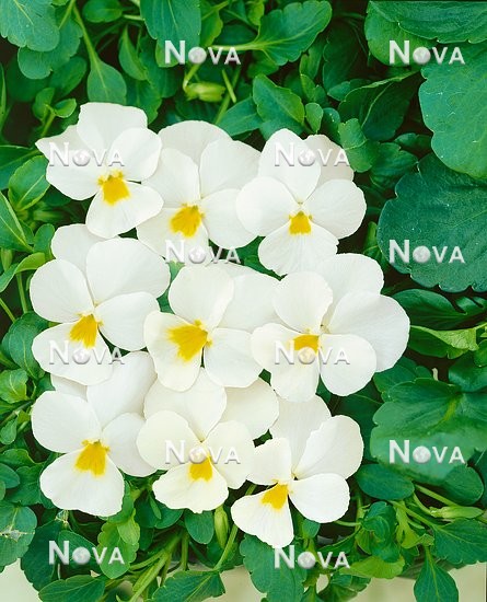 N1505107 Viola Creeping White