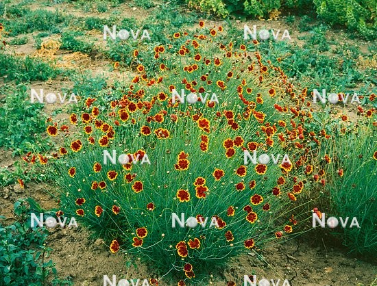 N1503649 Thelesperma burridgeanum