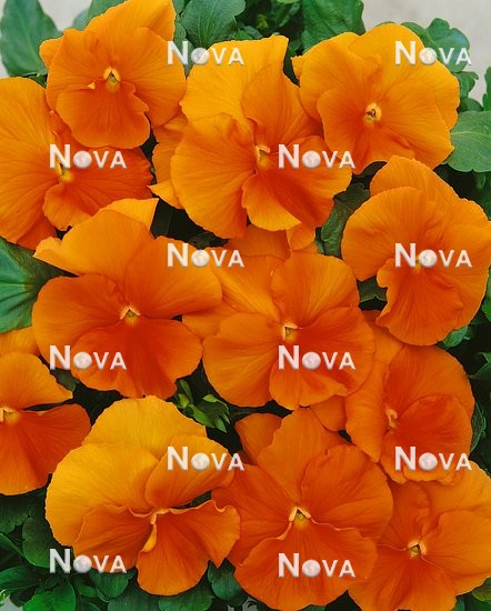 59 55 64 Viola Clear Sky Orange