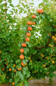 Prunus (Genus)