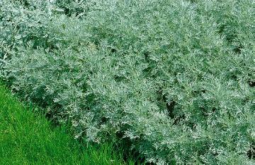 Artemisia arborescens, Blattschmuckpflanze