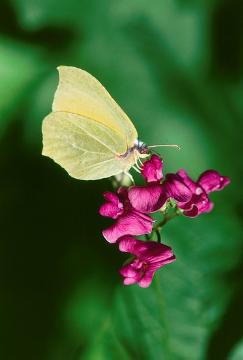 Butterfly, Insect, Lathyrus (Genus)
