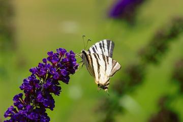 atmosphere, Butterfly, Insect, Summer lilac «butterflybush (Genus)», Trend und Stil