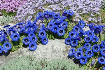 Blütenstaude, Gentiana acaulis, Steingarten, suitable for rock garden