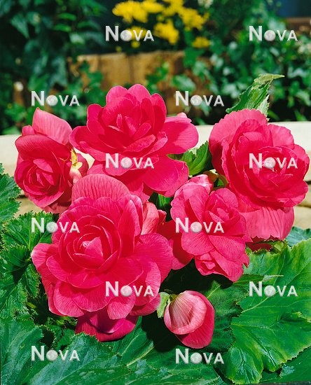 N1901319 Begonia x tuberhybrida Grandiflora rosa
