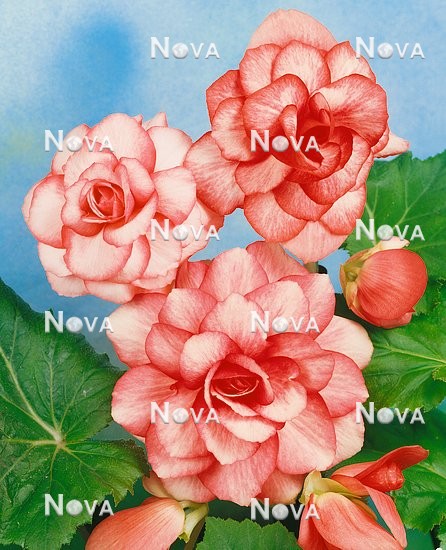 80 51 01 Begonia Bouton de Rose