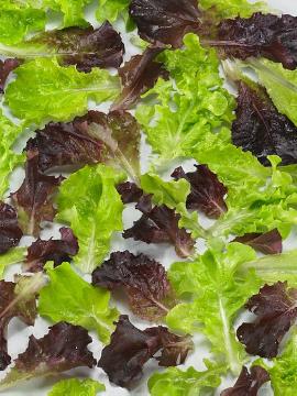 Blattgemüse, Lactuca sativa, lettuce (Genus)