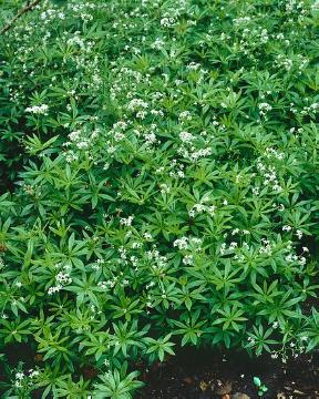 Galium odoratum, Gewürzpflanze