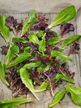 Blattgemüse, Lactuca sativa, lettuce (Genus)