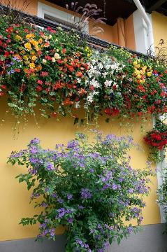 Balkonbepflanzung, Begonia (Genus), Blütenpracht, Farbenpracht für den Balkon, Farbenpracht im Sommer, Kübelpflanze, Lycianthes rantonnetii