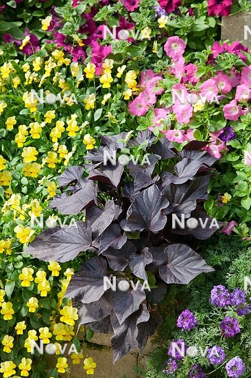 N1510483 Annual flowers mixed with Calibrachoa Millin Bells, Viola Violina™ Yellow, Ipomoea batatas, Verbena Temari