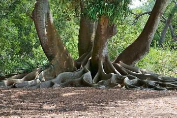 Ficus macrophylla, Stamm