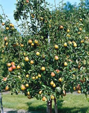 Früchte, Obstbaum, Pyrus communis