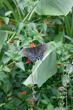 Butterfly, Insect, lantana (Genus)
