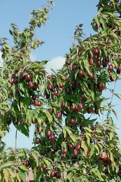 Beeren, Cornelian Cherry, Obstbaum