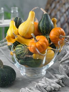 Chili, Cucurbita pepo, Fruchtschmuck im Herbst, Glas, Herbst, Mischung (Mix), Stimmungsbild