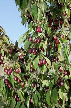 Beeren, Cornelian Cherry