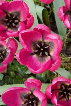 Blumenzwiebel, Tulipa (Genus), Tulipa humilis