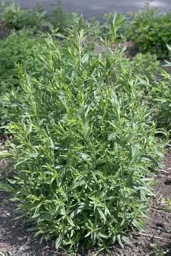 Artemisia (Genus), Artemisia dracunculus, Blattschmuckpflanze, Perennials «perennials», Spice plant