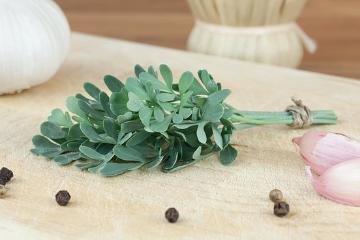 Duftpflanze, Kochen mit Kräutern, Lifestyle, medicinal plant, Ruta graveolens, Spice plant
