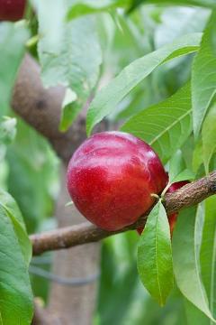 Nectarine, Prunus (Genus)