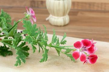 Duftpflanze, Gewürzpflanze, Kochen mit Kräutern, Lifestyle, Pelargonium scabrum
