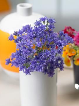 Blumenstrauß, Lifestyle, Schnittblume, Triteleia laxa