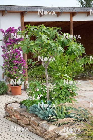 N1003152 Courtyard with Ficus carica standard,  Palm trees, Bougainvillea and Sedum