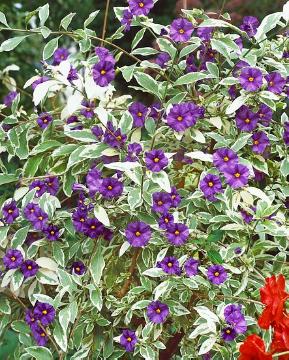 Blüten, Kletterpflanze, Laubgehölz, panaschierte Blätter, Solanum dulcamara