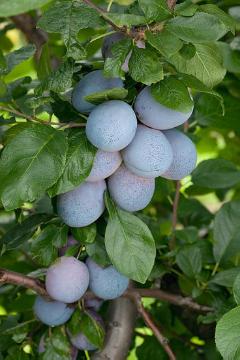 Fruit / Fruit Trees «Pflanzengruppen», Fruit, Plum