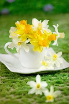 arrangement, atmosphere, Cut Flowers, daffodil (Genus), decoration, Floristry, impression, Lifestyle, Trend und Stil