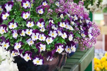 annuals mix, annuals, madwort (Genus), violet (Genus)
