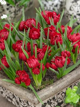 Frühlingsblüher, Tulipa (Genus), Tulipa humilis